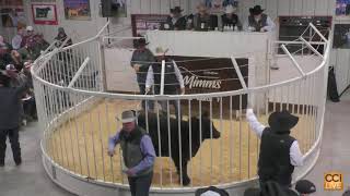 Mimms Club Calf Sale, Hereford, TX
