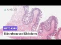 Histologie Dünndarm und Dickdarm - Mikroskopische Anatomie - AMBOSS Video