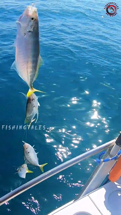 Catching Multiple Fish in One Cast | Sabiki fishing | Fishing tales #fishing