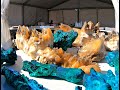 CRYSTALS & DINOSAURS at the TUCSON GEM SHOW (Part 3)