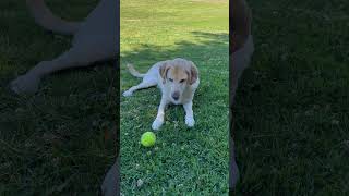 Labrador doesn’t know how to fetch  #shorts