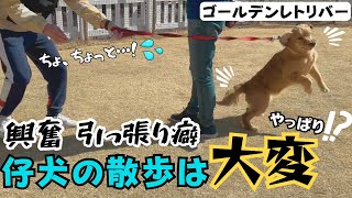 【大型犬 しつけ】【ゴールデン】気合を入れてからのお散歩卒業大興奮のワンちゃんを落ち着かせる方法とは【レトリバー】【散歩】【引っ張り】