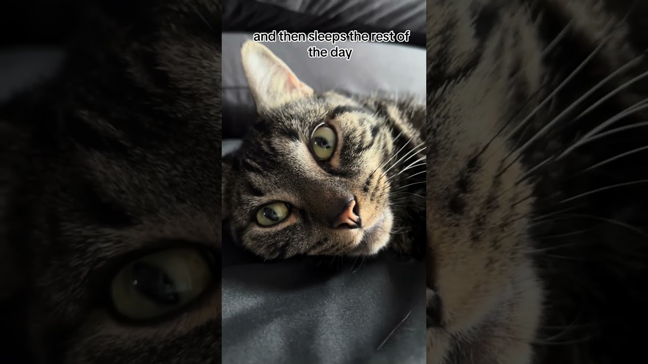 Do you have a roommate like this? 