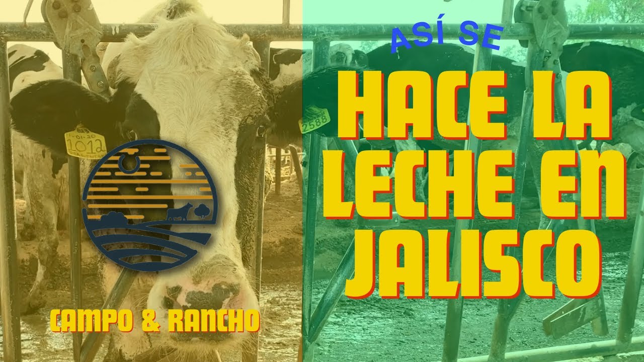 Así se hace la leche en Jalisco