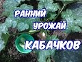 Выращивание кабачков (как получить урожай на месяц раньше)