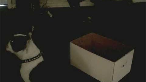 Boogie- first time-101ThingsWithBox-1