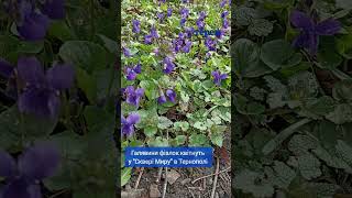 Галявини фіалок квітнуть у "Сквері Миру" в Тернополі