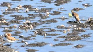Kentish plover, 東方環頸鴴