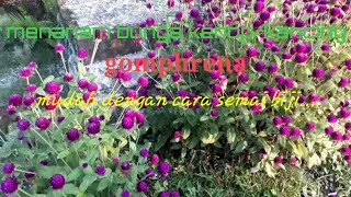 Gampang menanam bunga kenop/kancing /GOMPRHENA