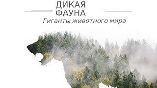Гиганты животного мира Гиганты животного мира