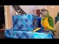 MY PARROTS FIRST REACTIONS TO THEIR CHRISTMAS PRESENTS! (All my pets react!)