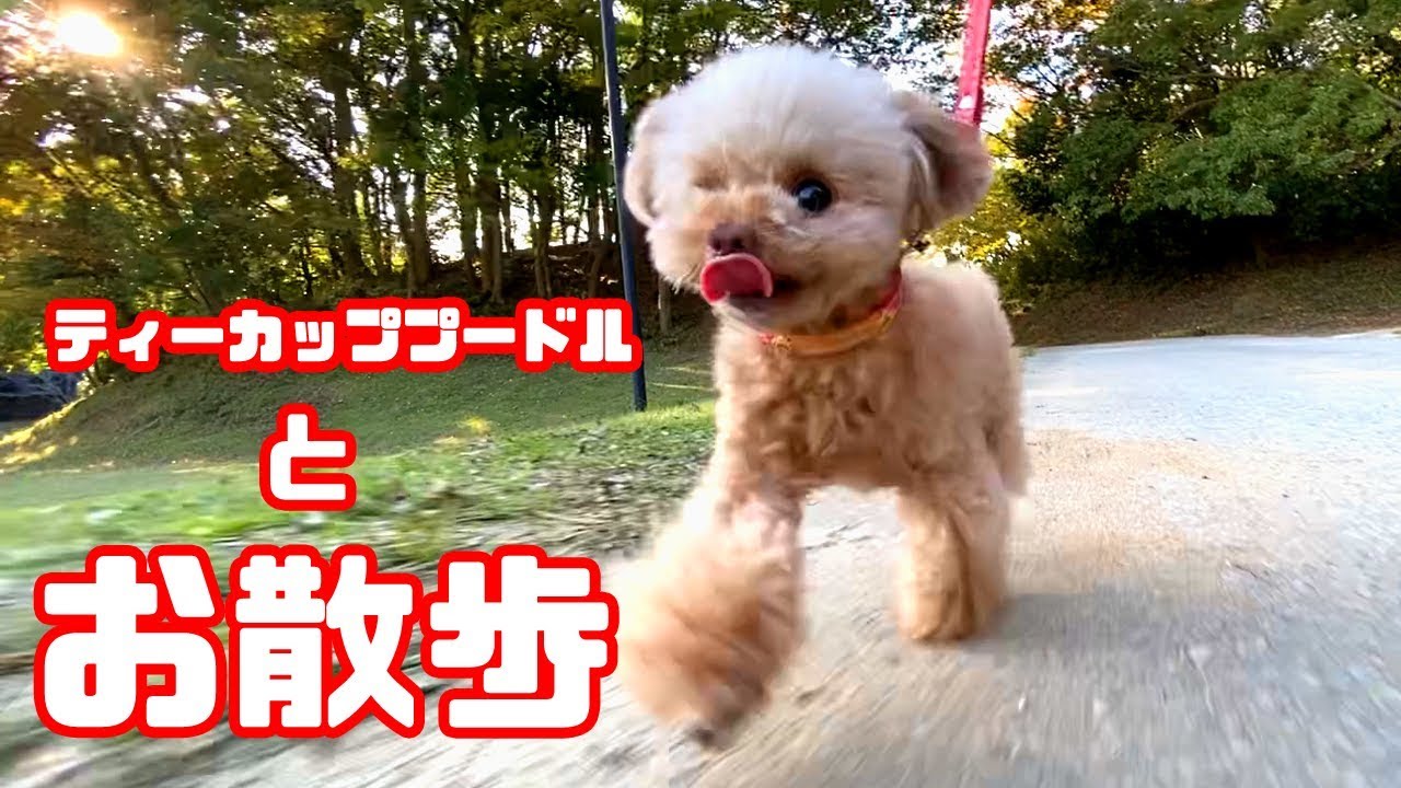 散歩 クレマと一緒にお散歩動画 ティーカッププードル トイプードル Teacup Poodle Youtube