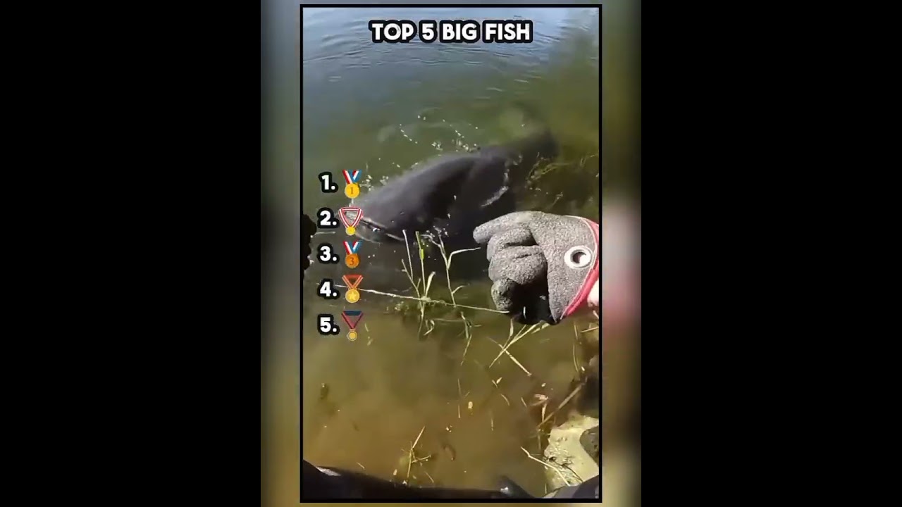 TOP 5 BIG FISH 