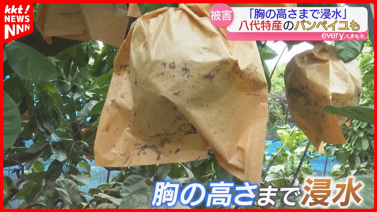 Over 40% of the world's largest citrus fruit, Banpeiyu, in