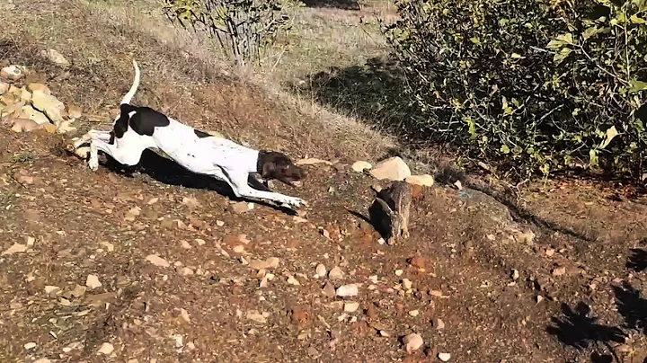 Chasse Perdrix et Lièvre au Maroc PART 2 (Saison 2020-2021)