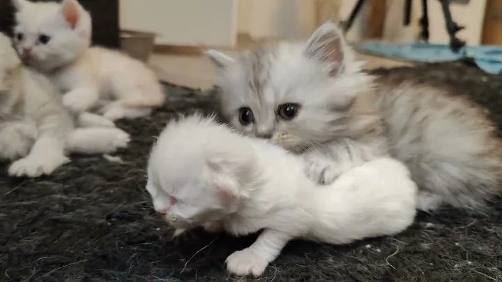 Watch the video about Newborn Persian kitten being harassed by his brother