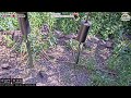 2026-06-18 - Flocking Around - Casper, WY - Live Stream Bird Feeder Cam