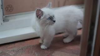 Ragdoll kitten  blue mitted (12 weeks)