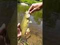 Smallie on nice beautiful day #creekfishing #bassfishing #smallmouth #troutfishing #smallmouthbass