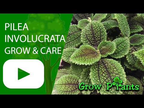 Pilea involucrata - grow & care (Friendship plant)