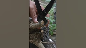 ASMR cutting tree by hand tools #mjbonsaidaily #bonsai #shorts #asmr #shortvideo #yearofyou