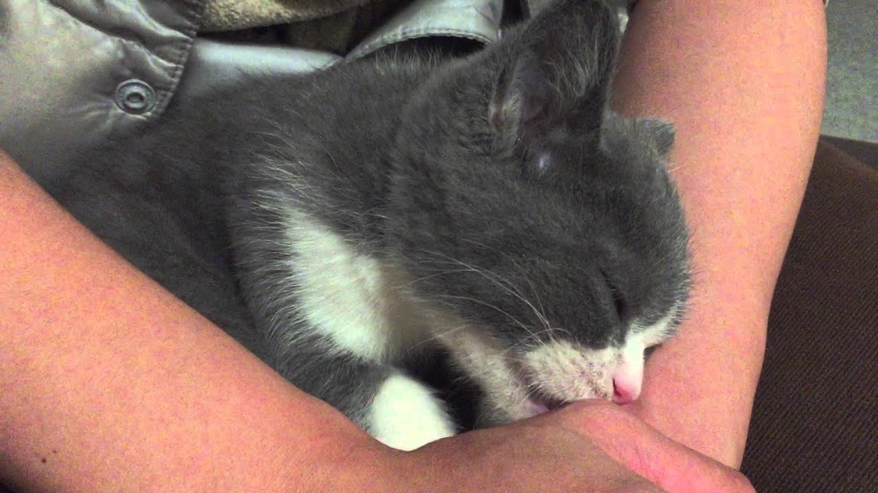 子猫の時は お腹がポッコリ出ているもの ブリティッシュショートヘア 猫の小鉄