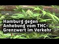 Nach Teil-Legalisierung von Cannabis: Hamburg gegen einen höheren THC-Grenzwert im Straßenverkehr