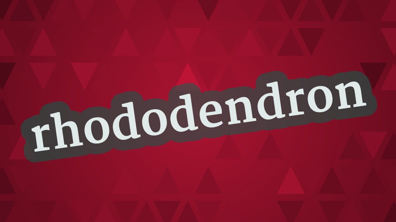 RHODODENDRON pronunciation  How to pronounce RHODODENDRON