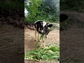#cattle #cattlefarm #farming #farmer #viral #feedshorts #viralvideo