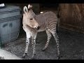 Ippo the zonkey the only zonkey in italy