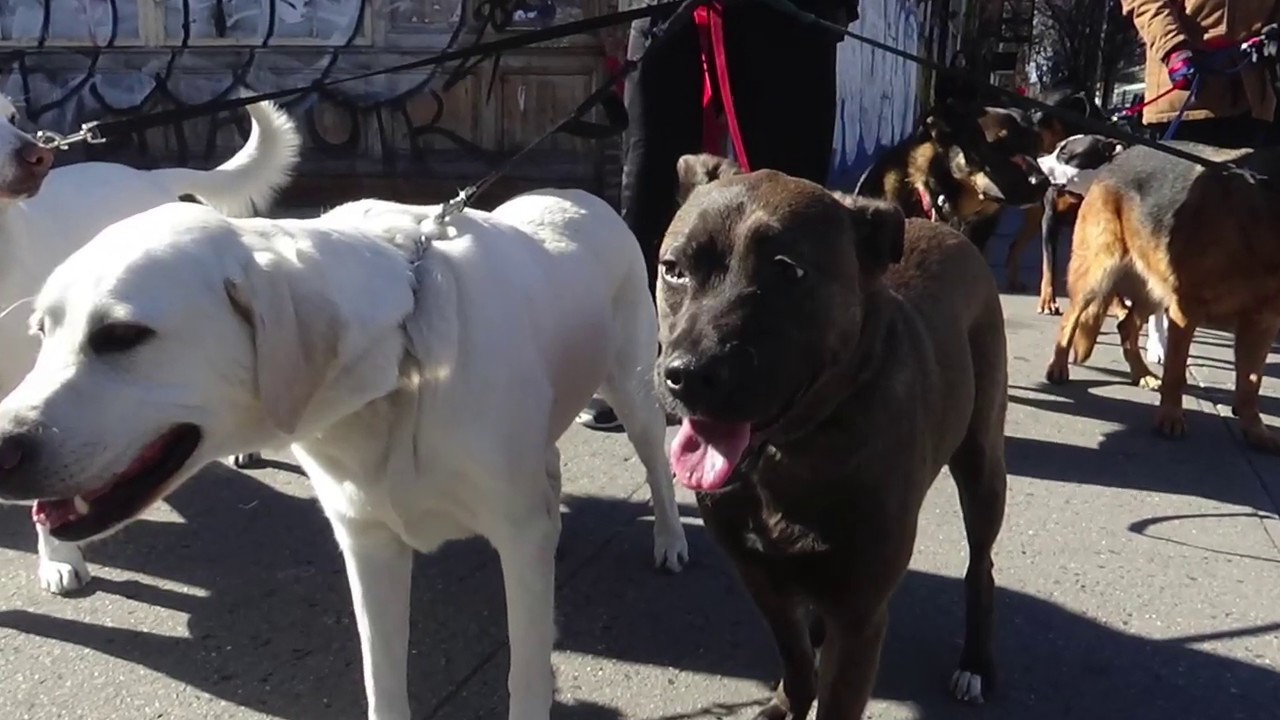 dog-walker-nyc-east-village-2-hour-group-walks-the-k-9-club-youtube