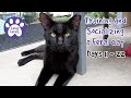 Training And Socializing A Feral Cat * Part 2 * Days 11 - 22 * Cat Video Compilation