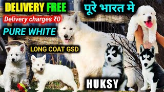 DELIVERY FREE पूरे भारत मे | Long coat white gsd | blue eyes Siberian husky | Top quality gsd