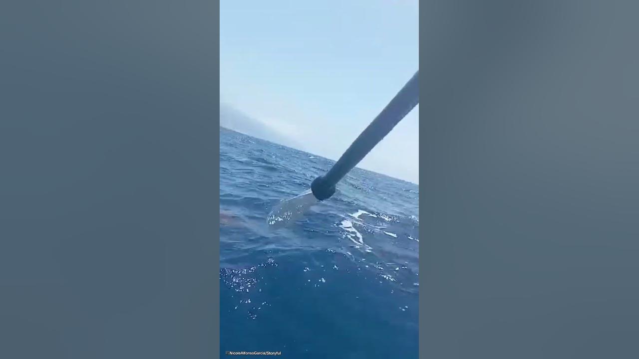 Frightening moment kayaker FIGHTS OFF hammerhead shark