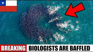 Chile Gave Its Coastline Back to Sea Lions — What Happened to the Fish Stocks Was Insane