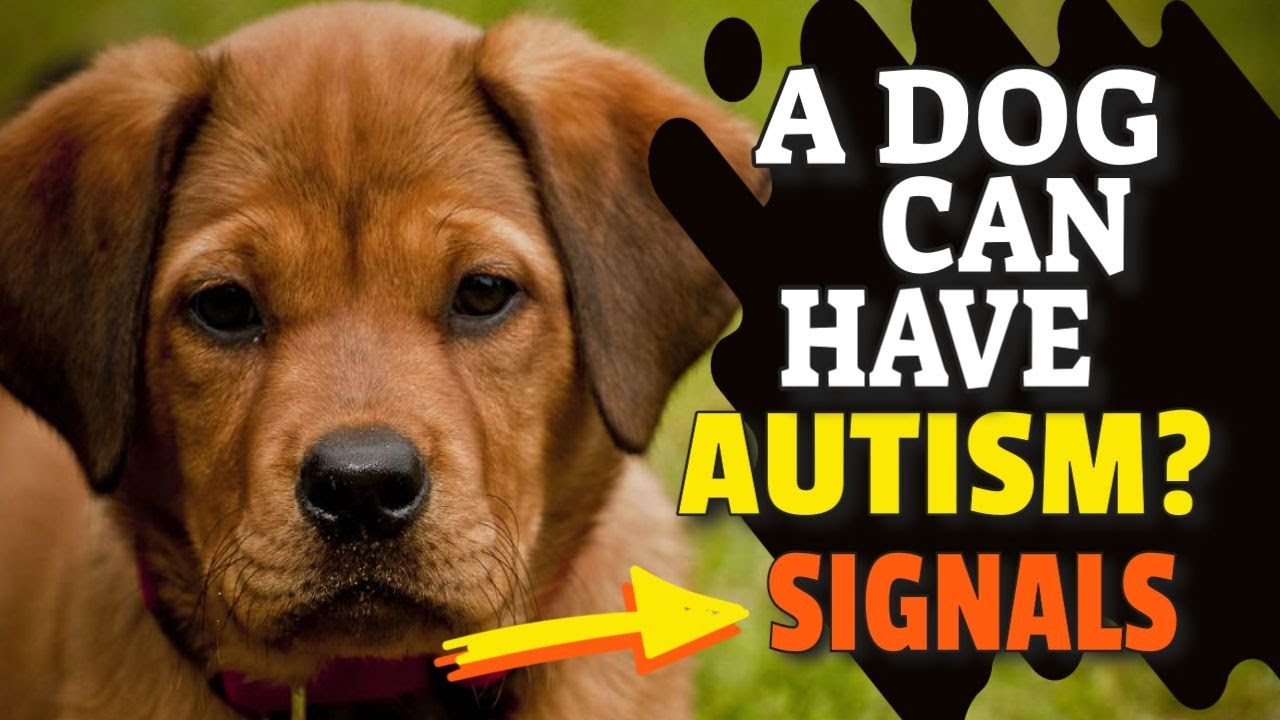 🐕¿Can DOGS have AUTISM? Discover It YouTube