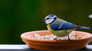 Beautiful Birds | (soft ringtones) Hd high quality videos screenshot 5