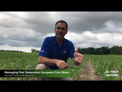 Video: Vad är den europeiska majsborren och hur påverkar den majsväxter och kärnavkastning?