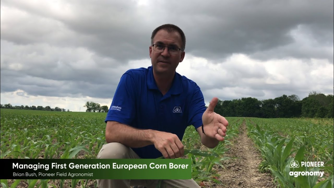 European Corn Borer: Managing the Larvae Stage
