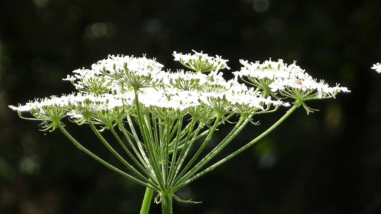 Hogweed - Heracleum sphondylium - Húnakló -  Hvannir - Villijurtir