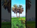 يانخلتين في العلالي الحان بليغ حمدي غناء ورده صالح جودت كلمات