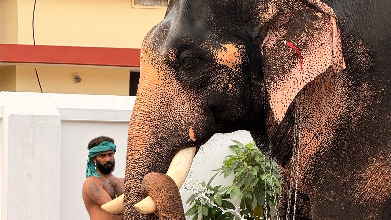 പല്ലാട്ട്