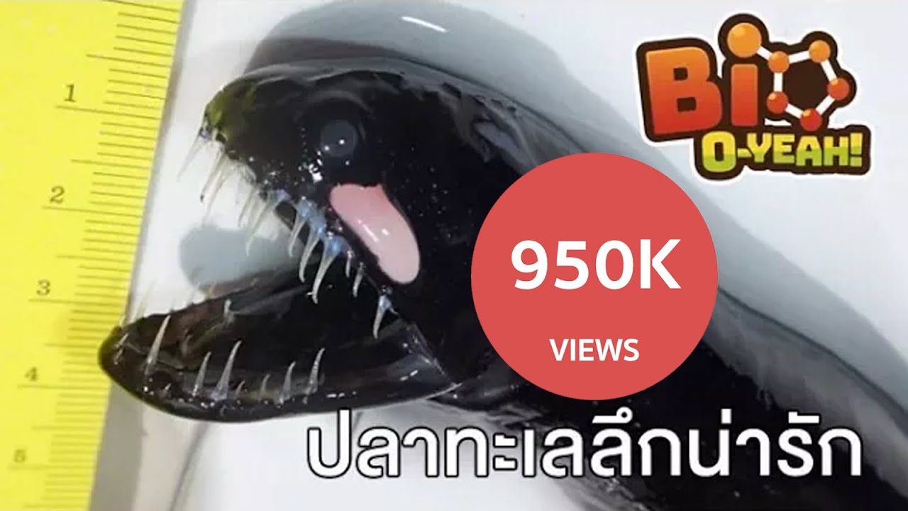 สุดยอดปลาทะเลลึกน่ารัก : Bio O Yeah [by Mahidol]