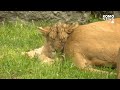 Adorable lion cubs roar into the spotlight at Woodland Park Zoo