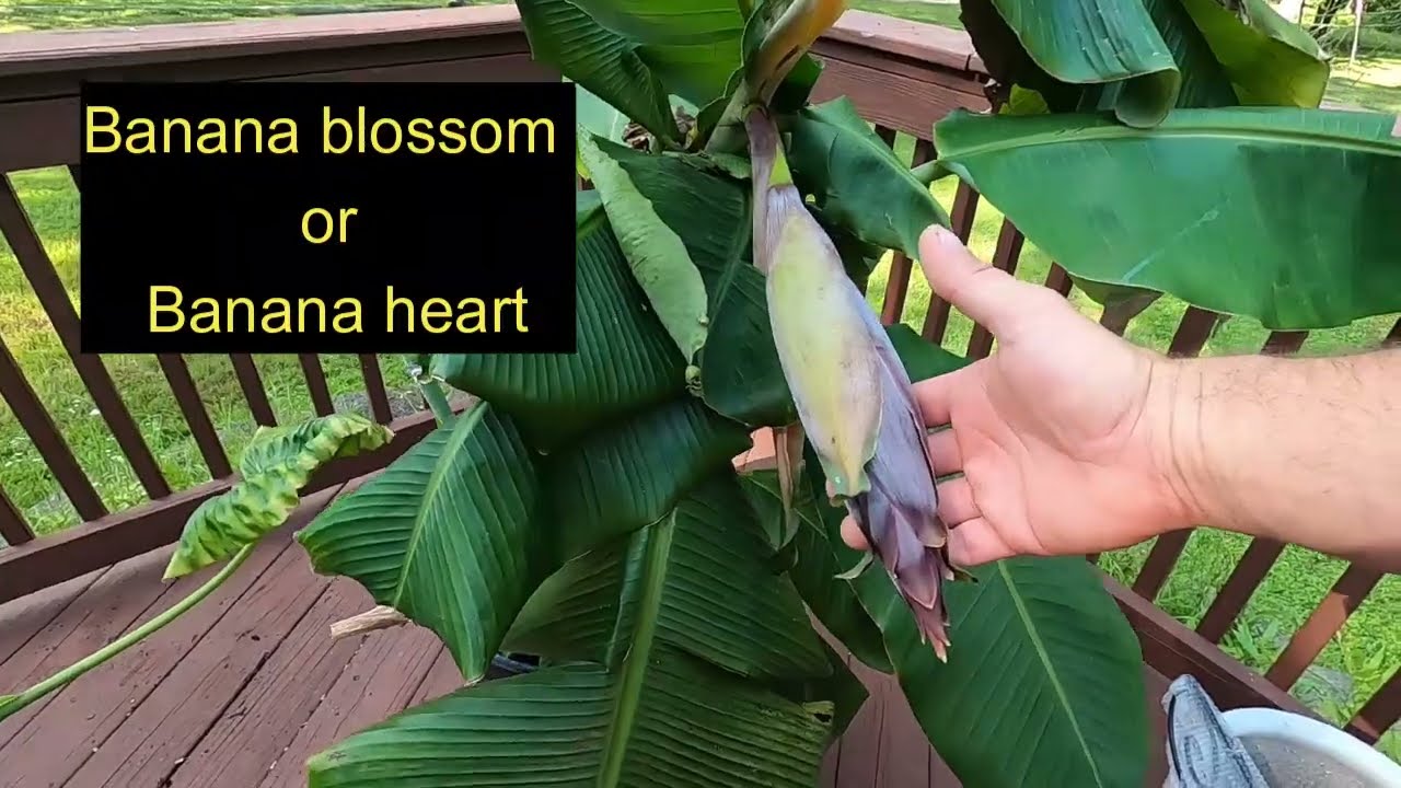 Outdoor HOUSE PLANT update