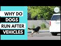 Why do dogs chase or bark at moving cars and how to stop this dog behaviour