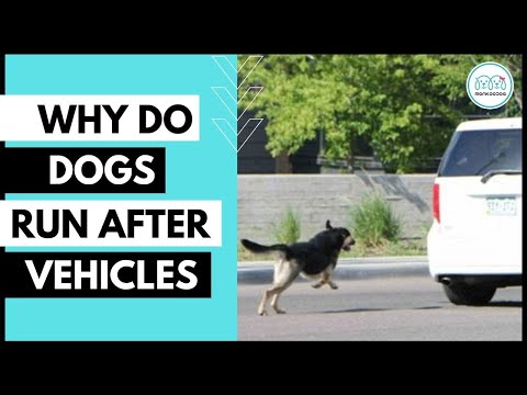 Why do dogs CHASE or bark at moving cars and how to stop this dog behaviour.