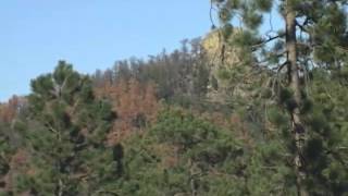 Today's Forest: Managing Mountain Pine Beetles