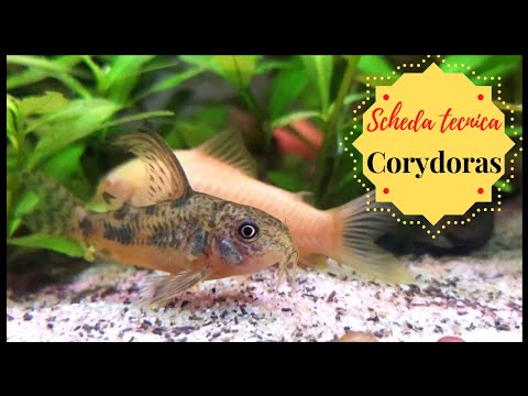 CORYDORAS 💦 Scheda tecnica