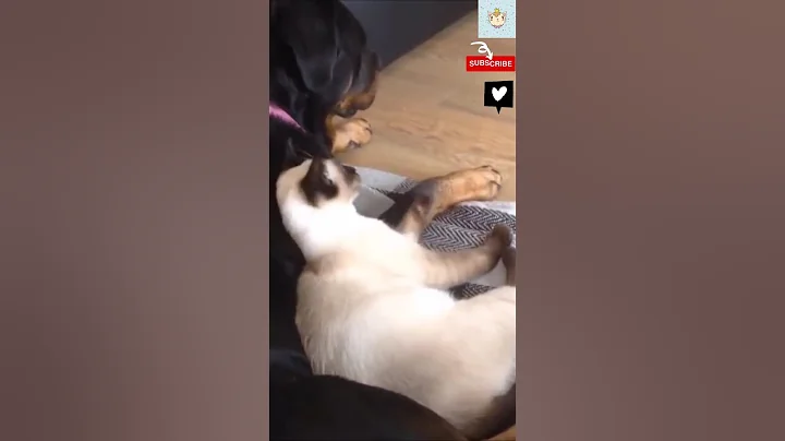 Video 950901: siamese cat, pets baby, best cat